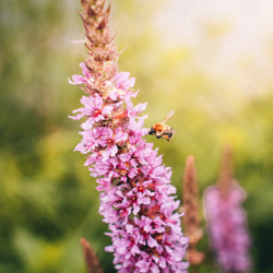 Inleiding in de natuur